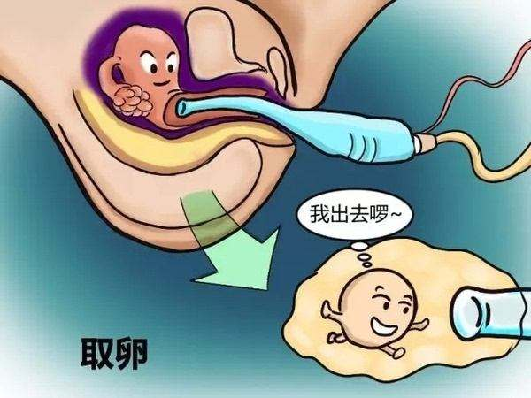 喜得贝贝：在进行取卵前，你必须了解这个关键因素——夜针！因为夜针的使用直接关系到卵子的存活和试管受孕的成功与否！