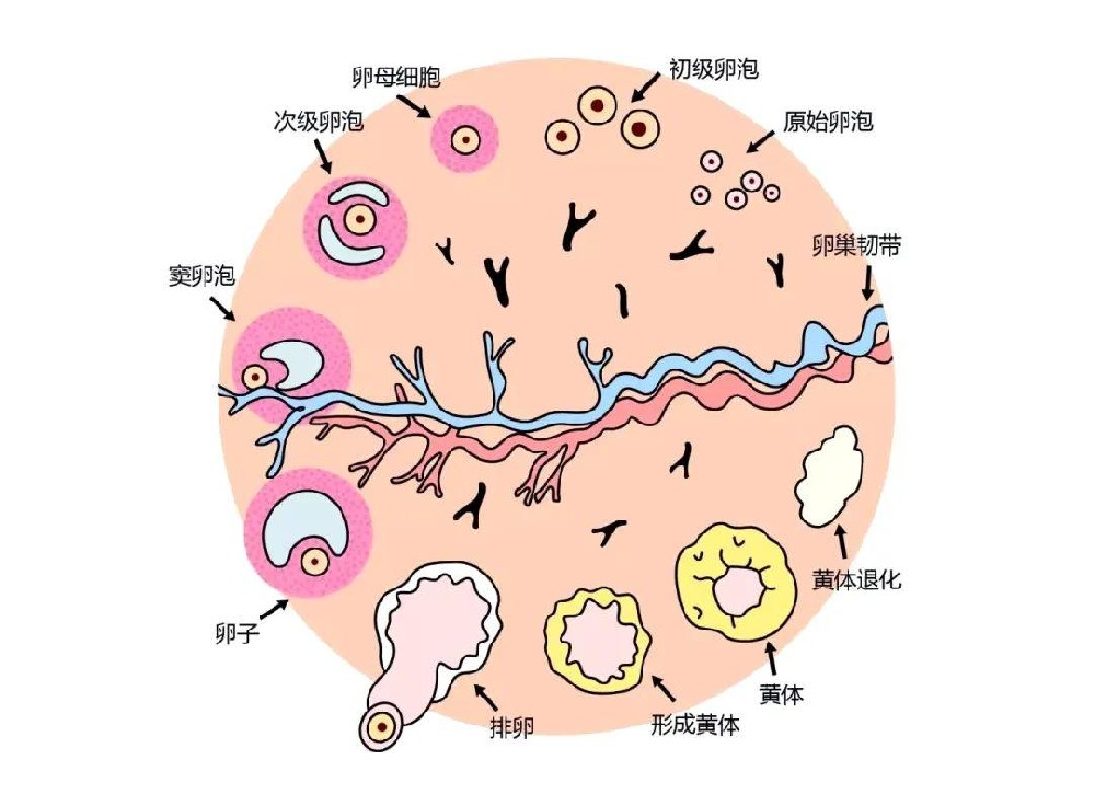 喜得贝贝：一篇全面了解AMH值，AMH检查到底是什么？手把手教你看懂AMH值！